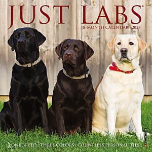 2024 Willow Creek Press Scenic Monthly Mini Wall Calendar, 7 x 7, Labs, January To December