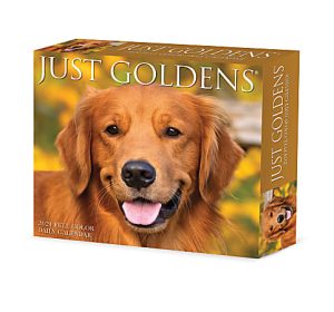 2024 Willow Creek Press Page-A-Day Daily Desk Calendar, 5" x 6", Goldens, January To December