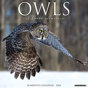 Great gray owl in flight over snow-covered landscape, cover of "Owls of North America" 18-month calendar 2024.