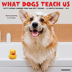 Smiling corgi with soap on its head in a bathtub, next to a rubber duck, featured on a "What Dogs Teach Us" 2024 calendar.
