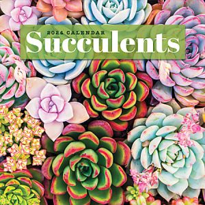 2024 TF Publishing Scenic Monthly Wall Calendar, 12 x 12, Succulents, January To December